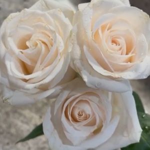 Meet your Posher, Domines